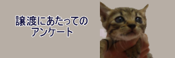 枠（ボトム）